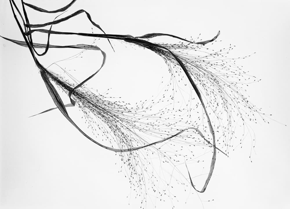 Dried Grass Minimalism by Saskia Dingemans — canvas wall art