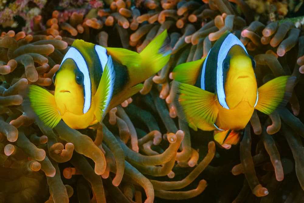 Tropical Clownfish Pair by Serge Melesan — canvas wall art