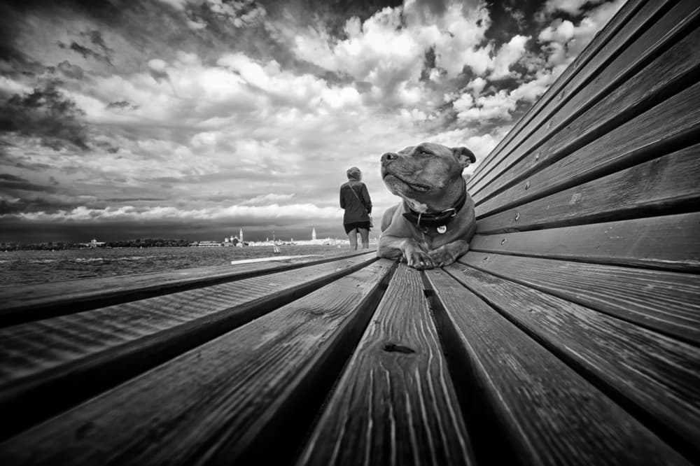 Pensive Dog Urban Shore by Enrico Facchetti — canvas wall art
