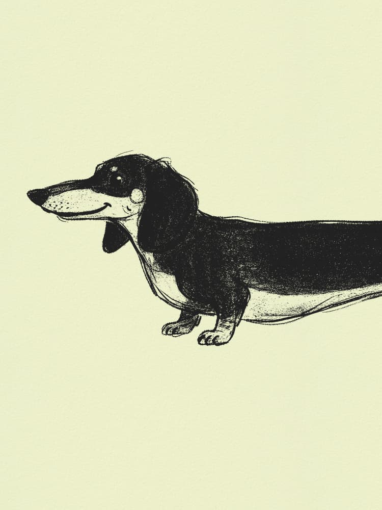 Happy Long Dachshund by Andreas Magnusson — canvas wall art