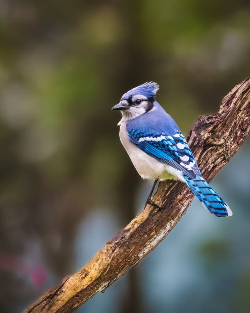 Wild Blue Jay by Xiao Cai — canvas wall art