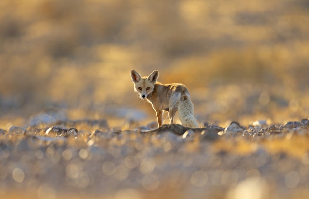Curious Desert Fox by Shlomo Waldmann — canvas wall art