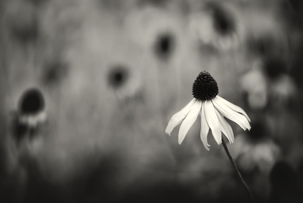 Serene Garden Bloom by Samir Pajic — canvas wall art