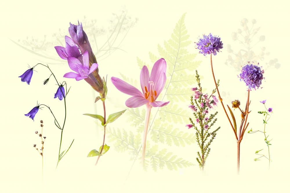 Spring Wildflowers Medley by Ulrike Eisenmann — canvas wall art
