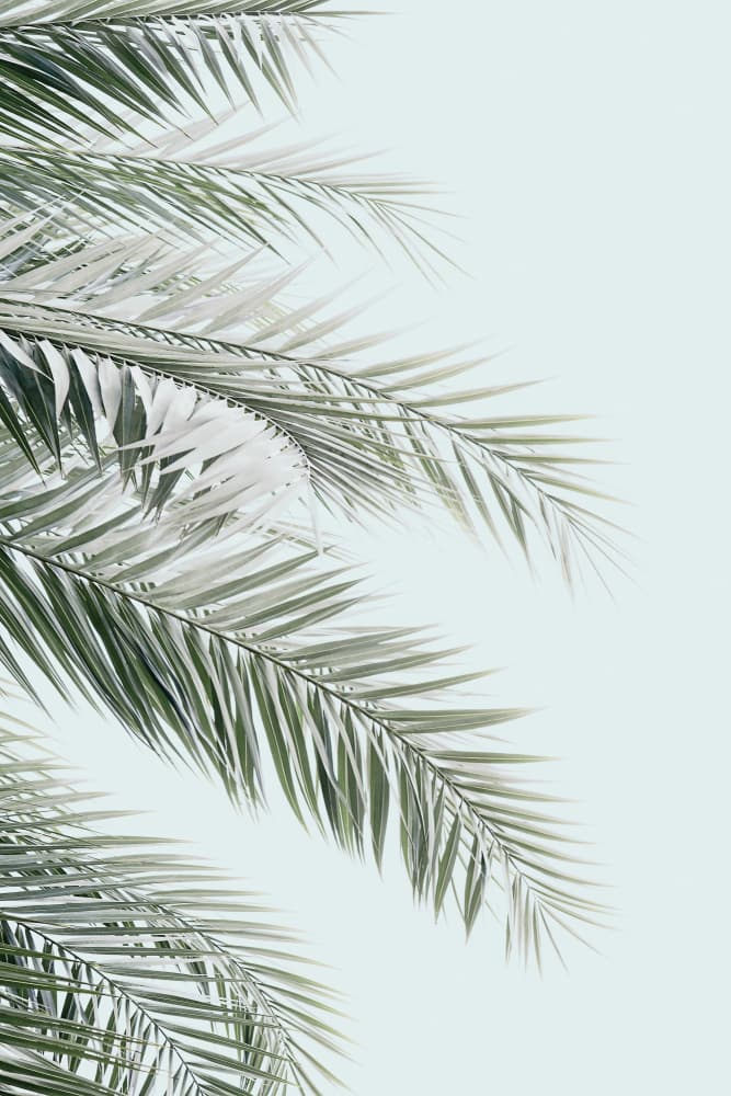 Blue Palms by Kathrin Pienaar — canvas wall art