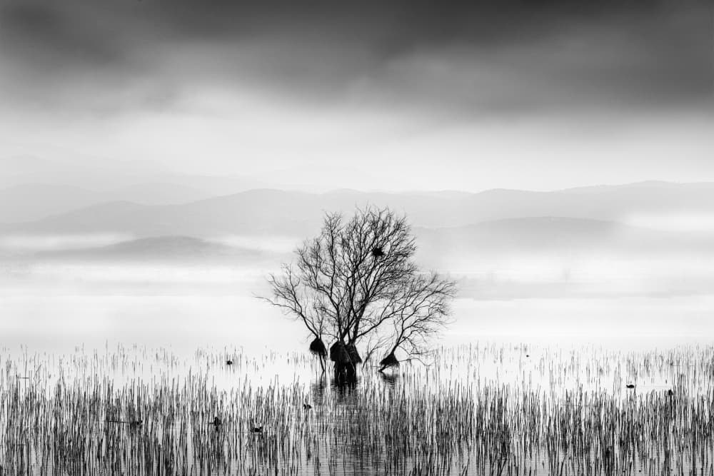 Misty Lake Tree by George Digalakis — canvas wall art