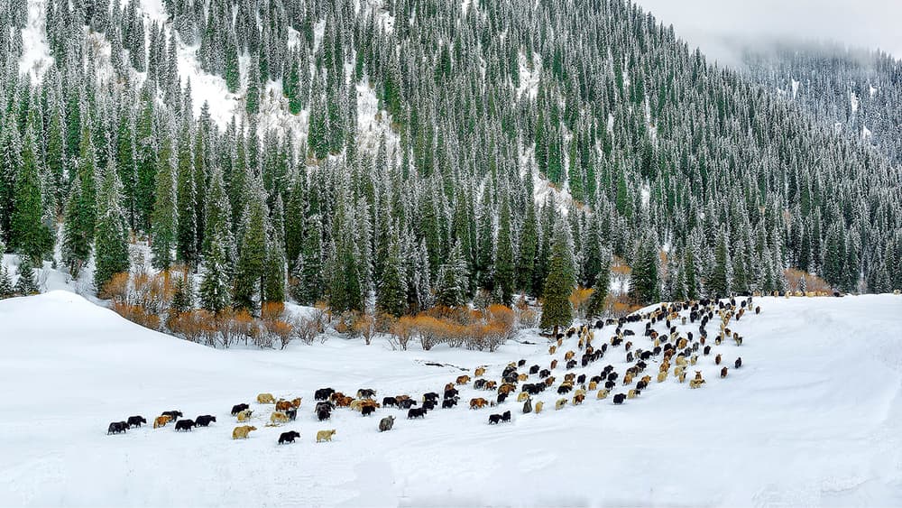 Sheep In Winter Mountains by Hua Zhu — canvas wall art
