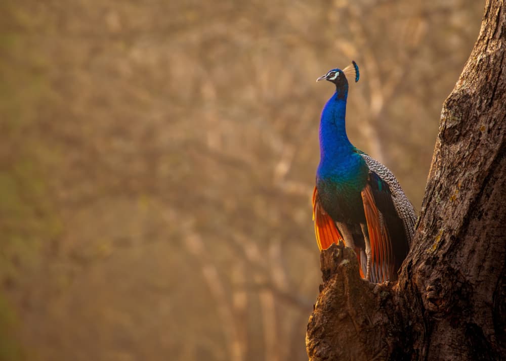 Majestic Peacock Perched by Sooraj Nalloore — canvas wall art