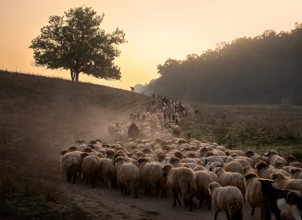 Sheep in Golden Dust by Sebastian Prioteasa — canvas wall art