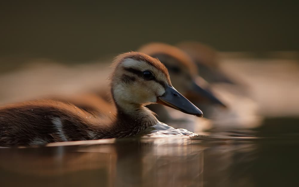 Ducklings in a Row by Assaf Gavra — canvas wall art