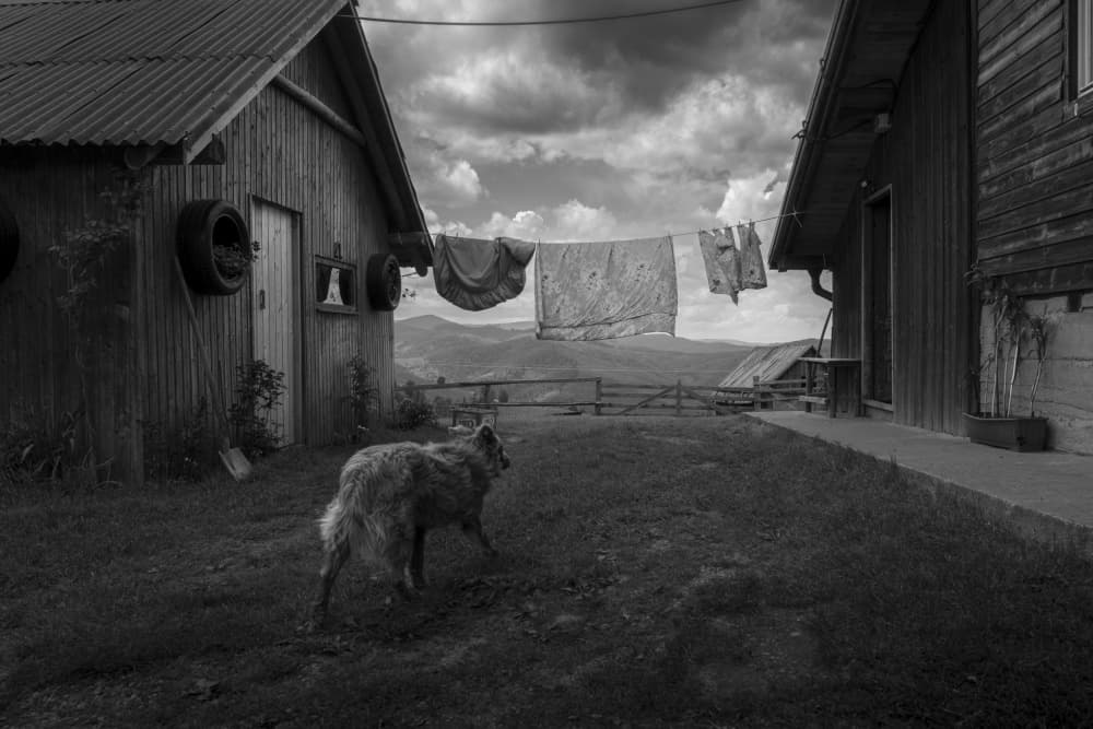 Country Dog Clothesline by Alin Federiga — canvas wall art