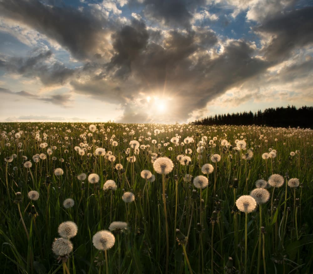 Golden Dandelion Sunset by Christian Lindsten — canvas wall art