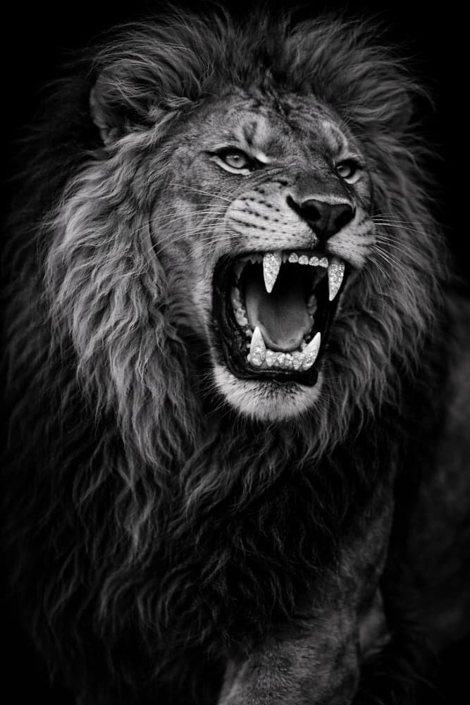 Fierce Roaring Lion by Josie George — canvas wall art