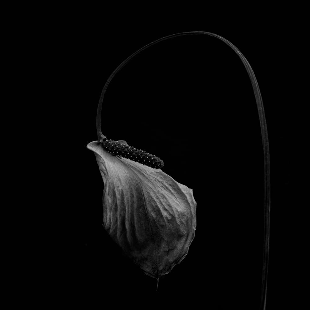 Elegant Wilting Flower by Lotte Grønkjær — canvas wall art