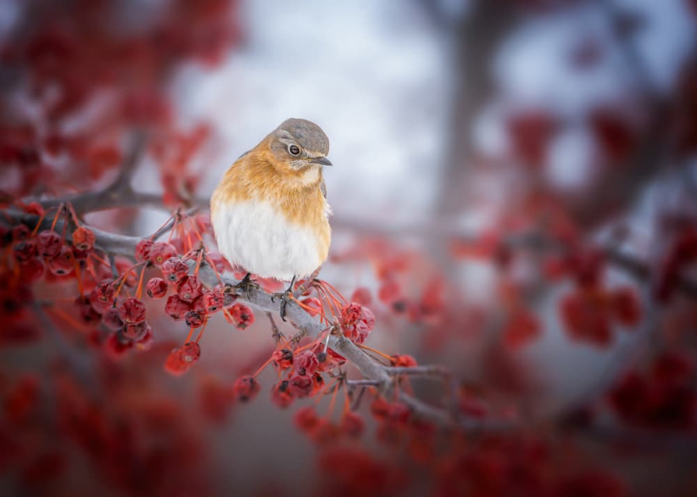 Winter Bird Red Berries by Jennifer Chen APA — canvas wall art