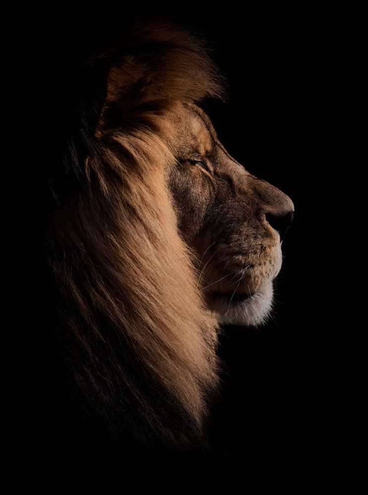 Serene Lion Profile by Peter Schade — canvas wall art
