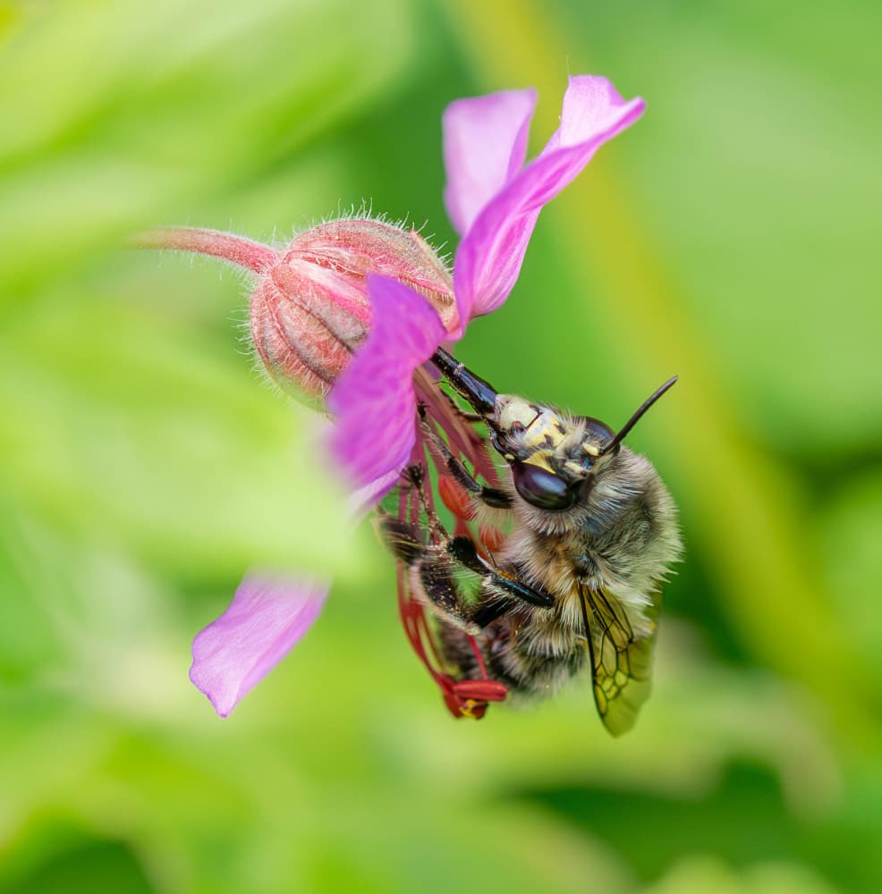 Busy Bee On Bloom by Danny Mendoza — canvas wall art
