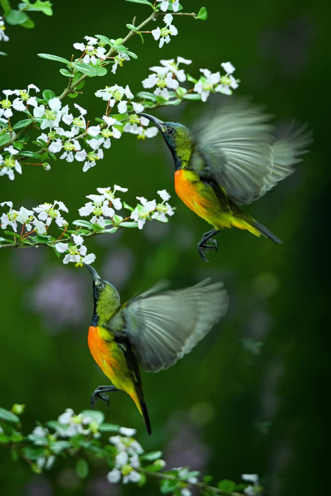 Vibrant Sunbirds Feeding by Ajar Setiadi — canvas wall art