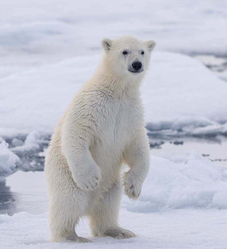 Young Polar Bear Standing by Manish Nagpal — canvas wall art