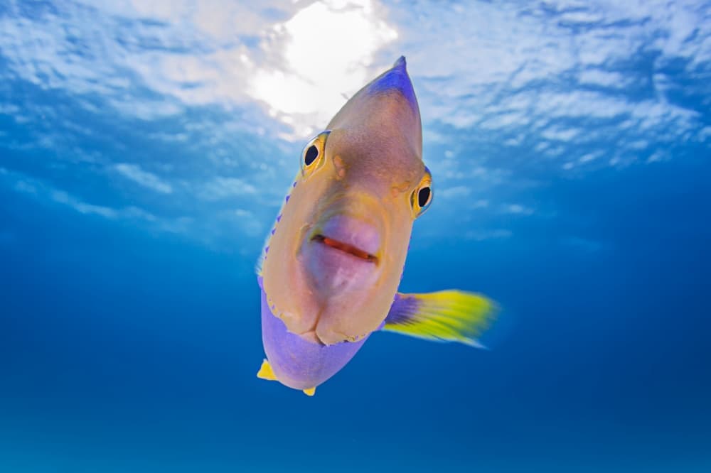 Curious Ocean Fish by Ken Kiefer — canvas wall art