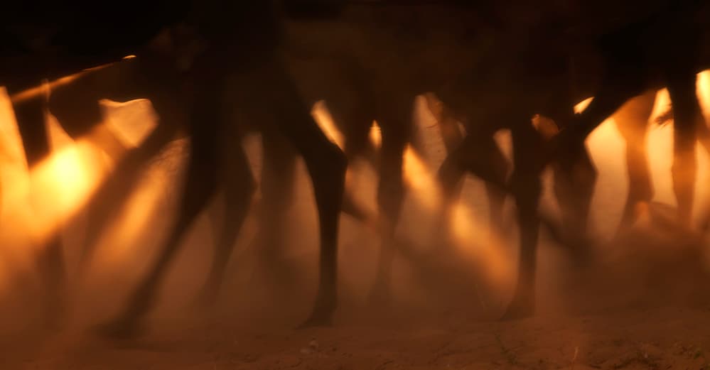 Fiery Horse Stampede by Jassi Oberai — canvas wall art