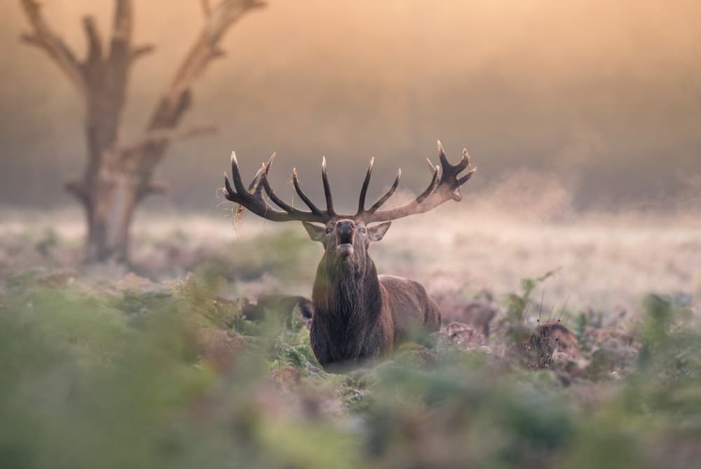 Misty Stag Roar by Tudor Munteanu — canvas wall art