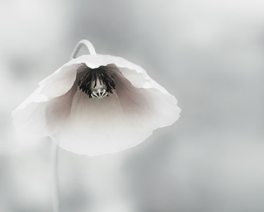 Soft White Poppy by Piet Flour — canvas wall art