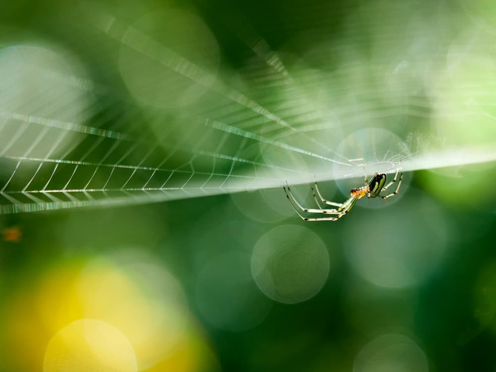 Green Web Spider by Takiko Hirai — canvas wall art