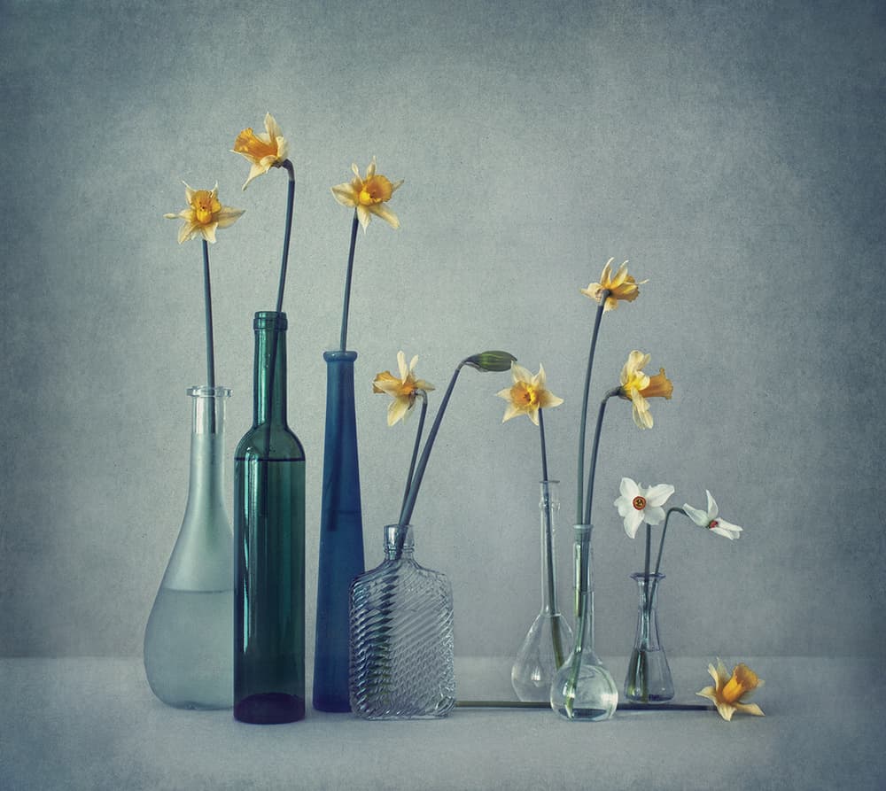 Soft Daffodil Still Life by Dimitar Lazarov - Dim — canvas wall art