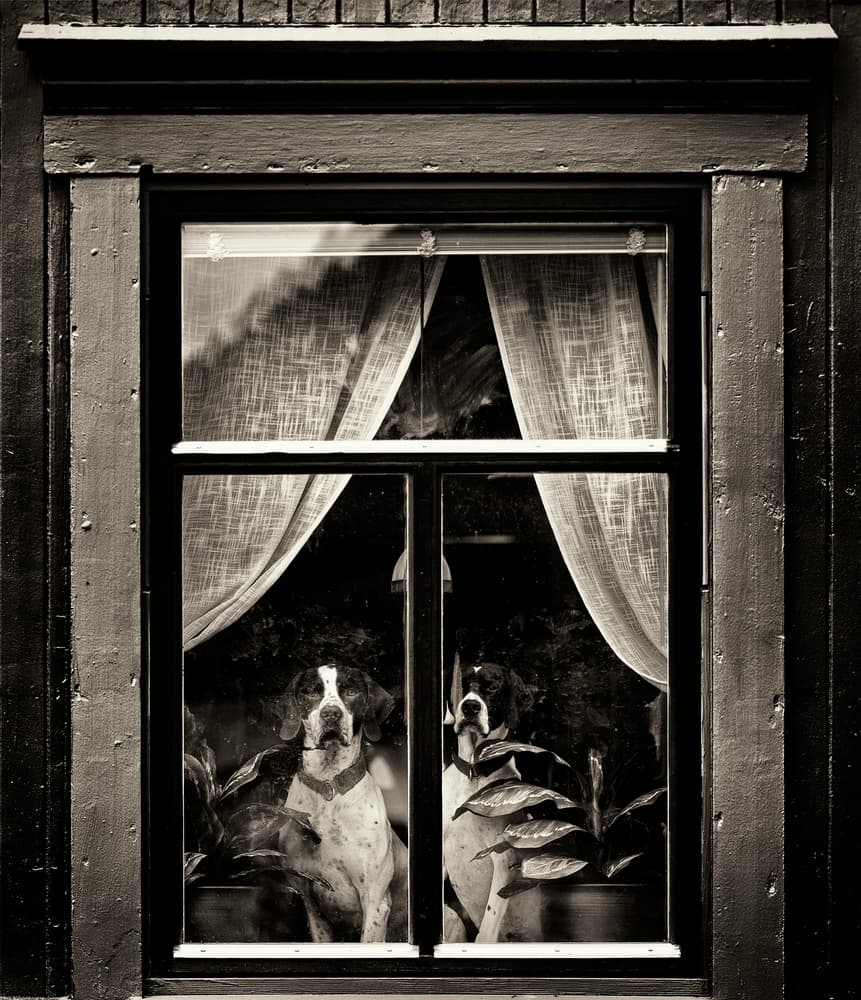 Dogs Waiting Window by Julien Oncete — canvas wall art