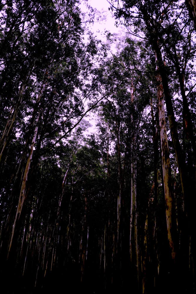 Dark Purple Forest by Santhosh ch — canvas wall art