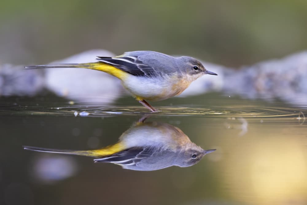 Calm Wagtail Reflection by Paolo Bolla — canvas wall art