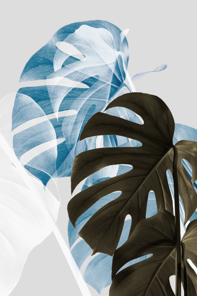 Abstract Blue Monstera by Pictufy Studio III — canvas wall art