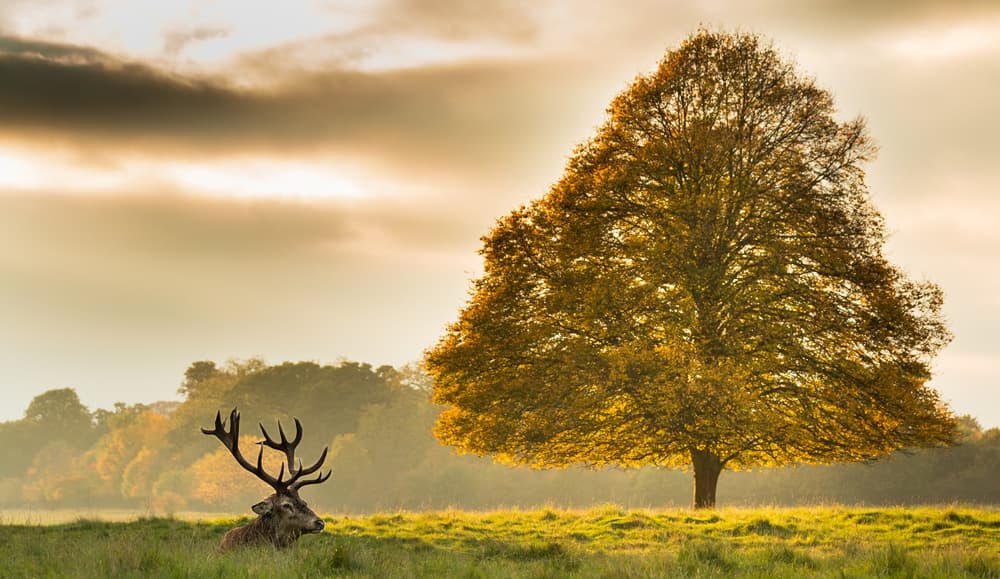 Deer In Golden Light by Tudor Thomas — canvas wall art