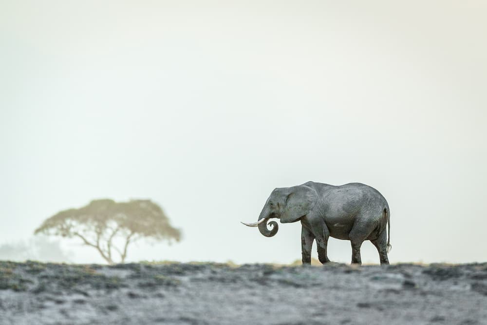Serene African Elephant by Jeffrey C. Sink — canvas wall art