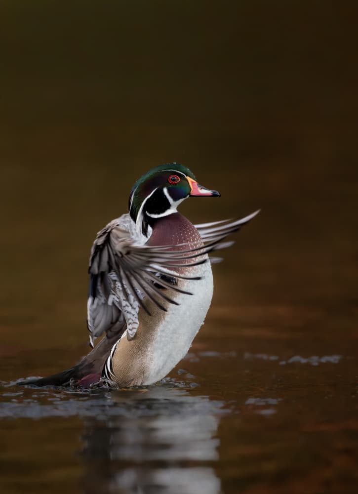 Vibrant Wood Duck by Songhu Yan — canvas wall art