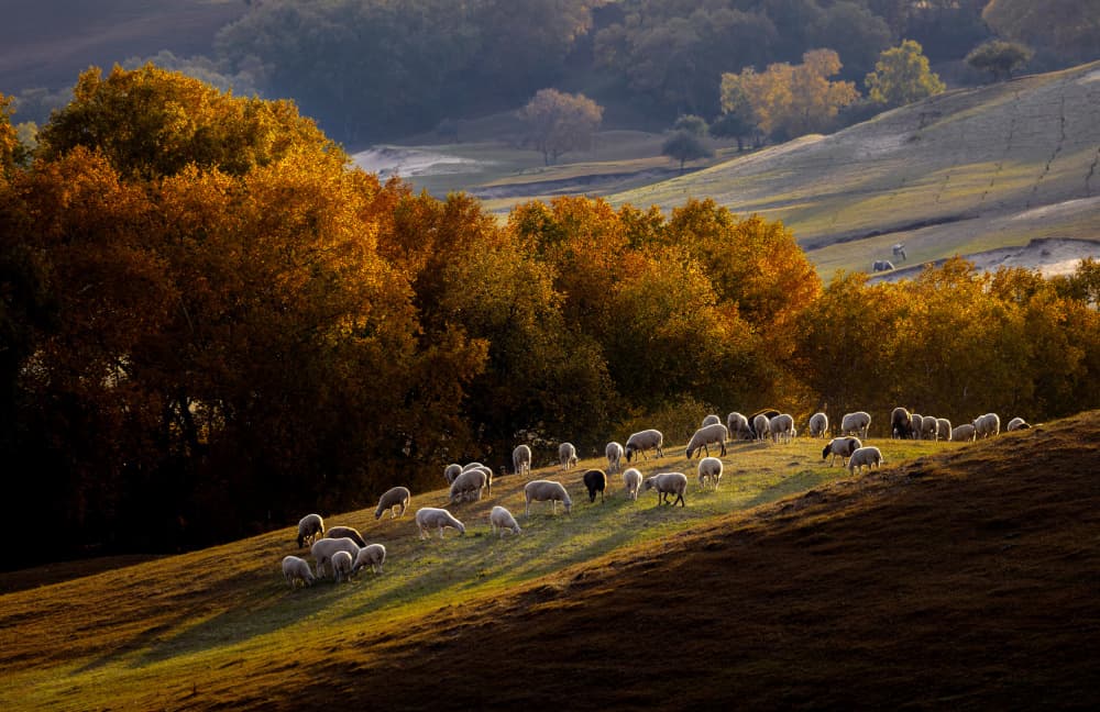 Golden Hour Grazing Sheep by Sally Widjaja — canvas wall art