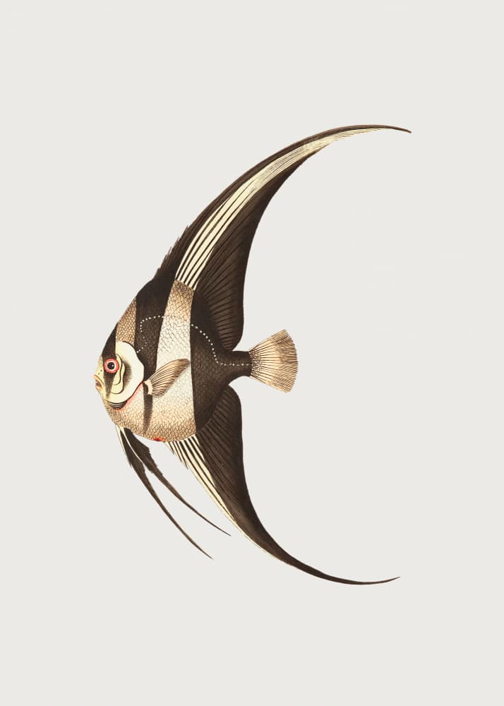 Long Finned Chaetodon by Long-finned Chaetodon — canvas wall art