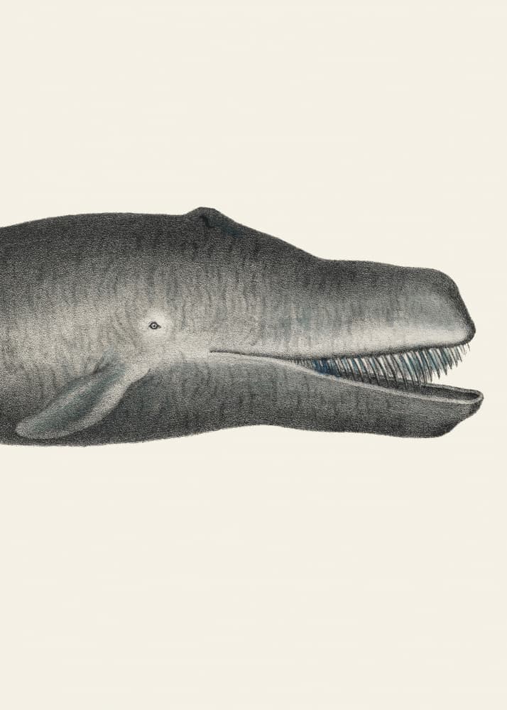 Whale Ii Tight Crop Handcolored Sealife Lithograph 1824
