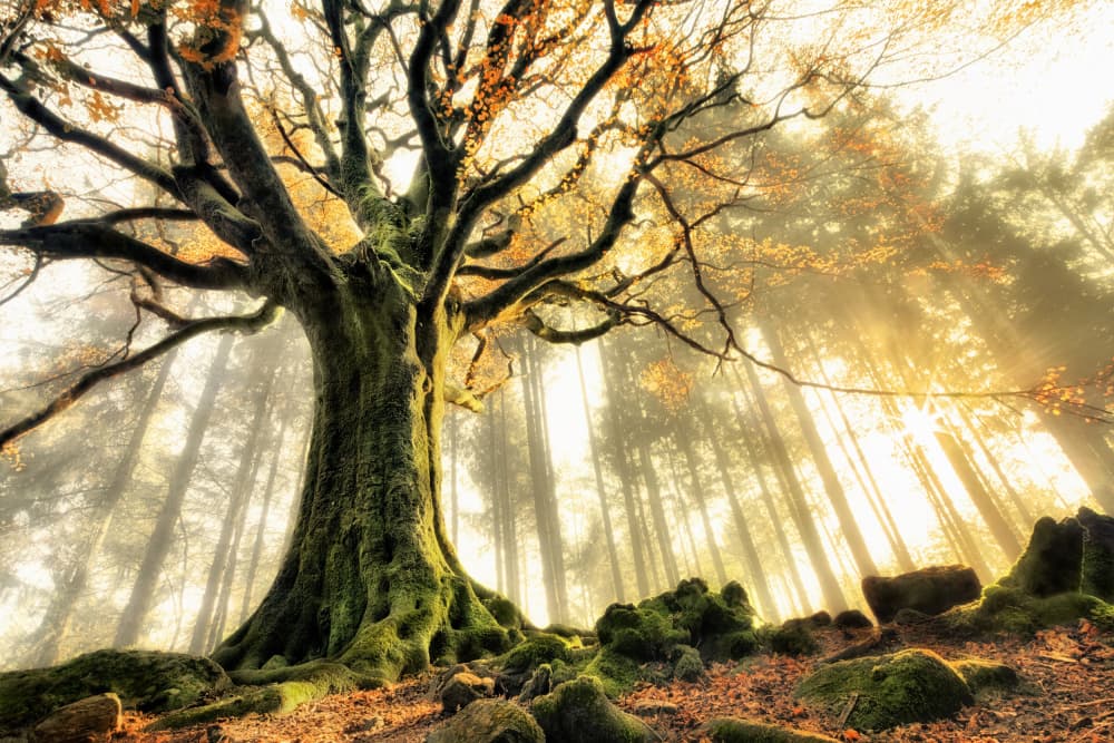 Misty Forest Sunbeams by Christophe Kiciak — canvas wall art