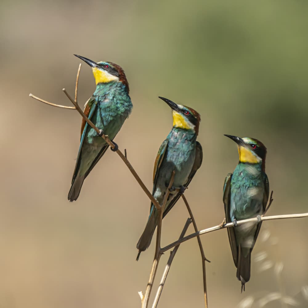 Three Colorful Bee-eaters by Boris Lichtman — canvas wall art
