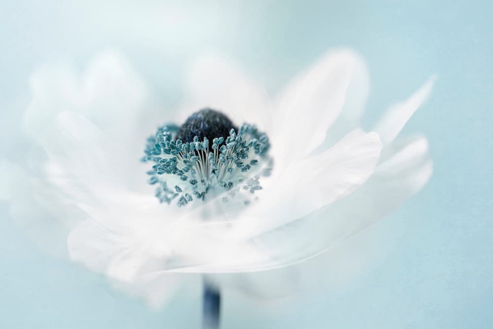 Dreamy White Anemone by Jacky Parker — canvas wall art