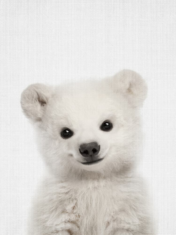 Adorable Polar Bear Cub by Lila &amp; Lola — canvas wall art