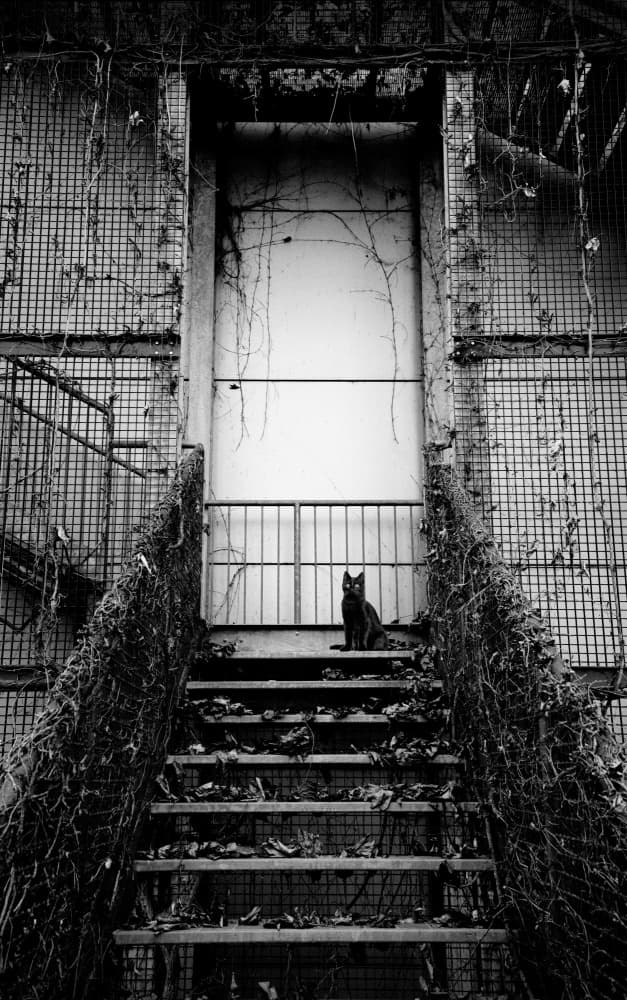 Black Cat Abandoned Stairs by Giorgio Toniolo — canvas wall art