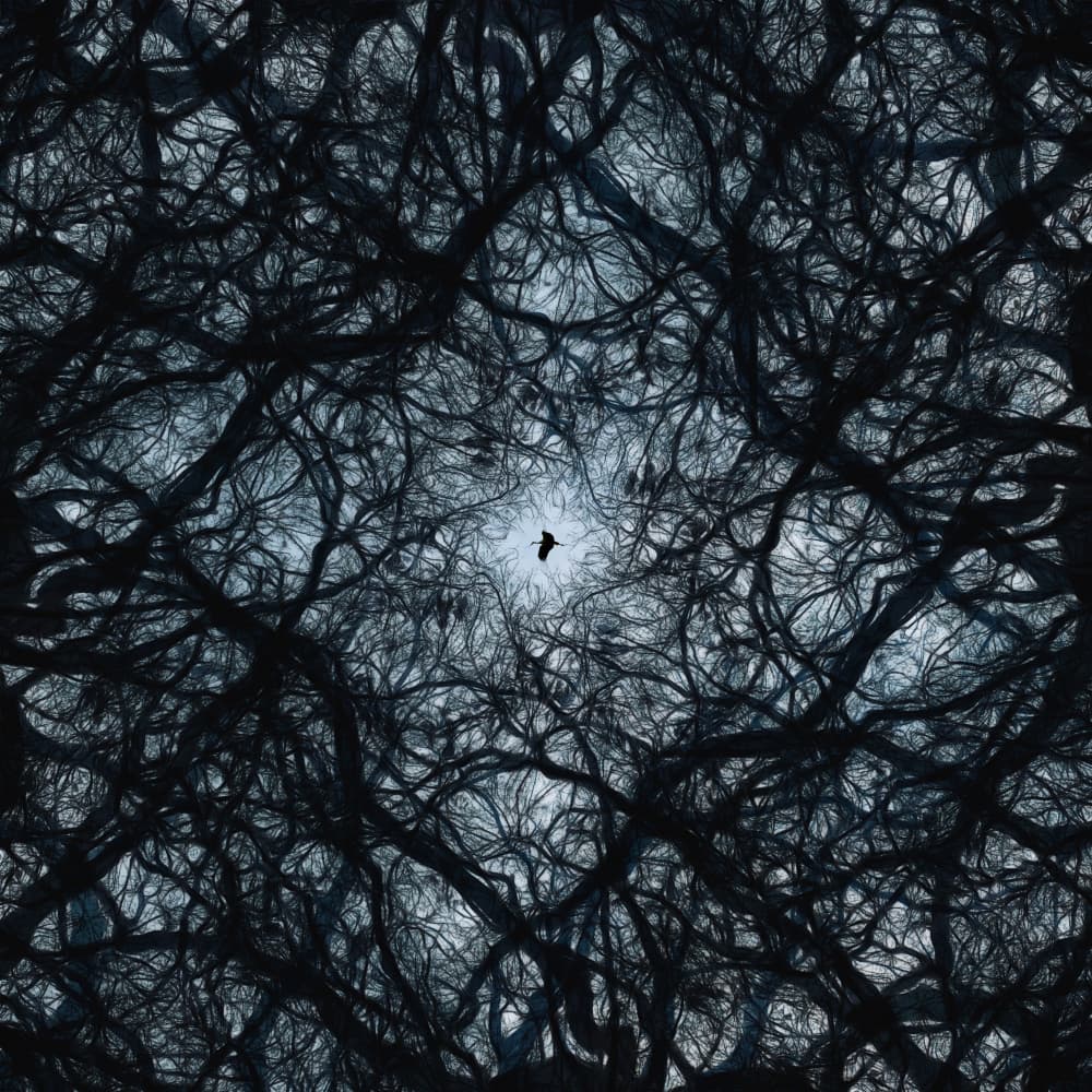Dark Forest Flying Raven by Daan de Vos — canvas wall art