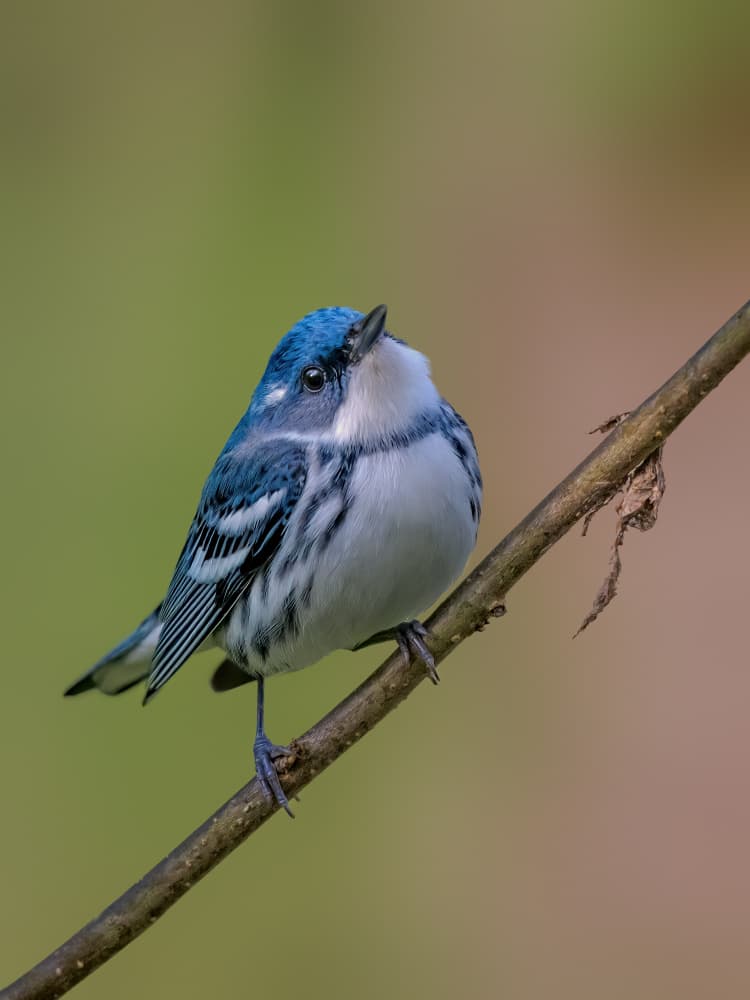 Vibrant Blue Warbler by Jacob (Jian) Xu — canvas wall art