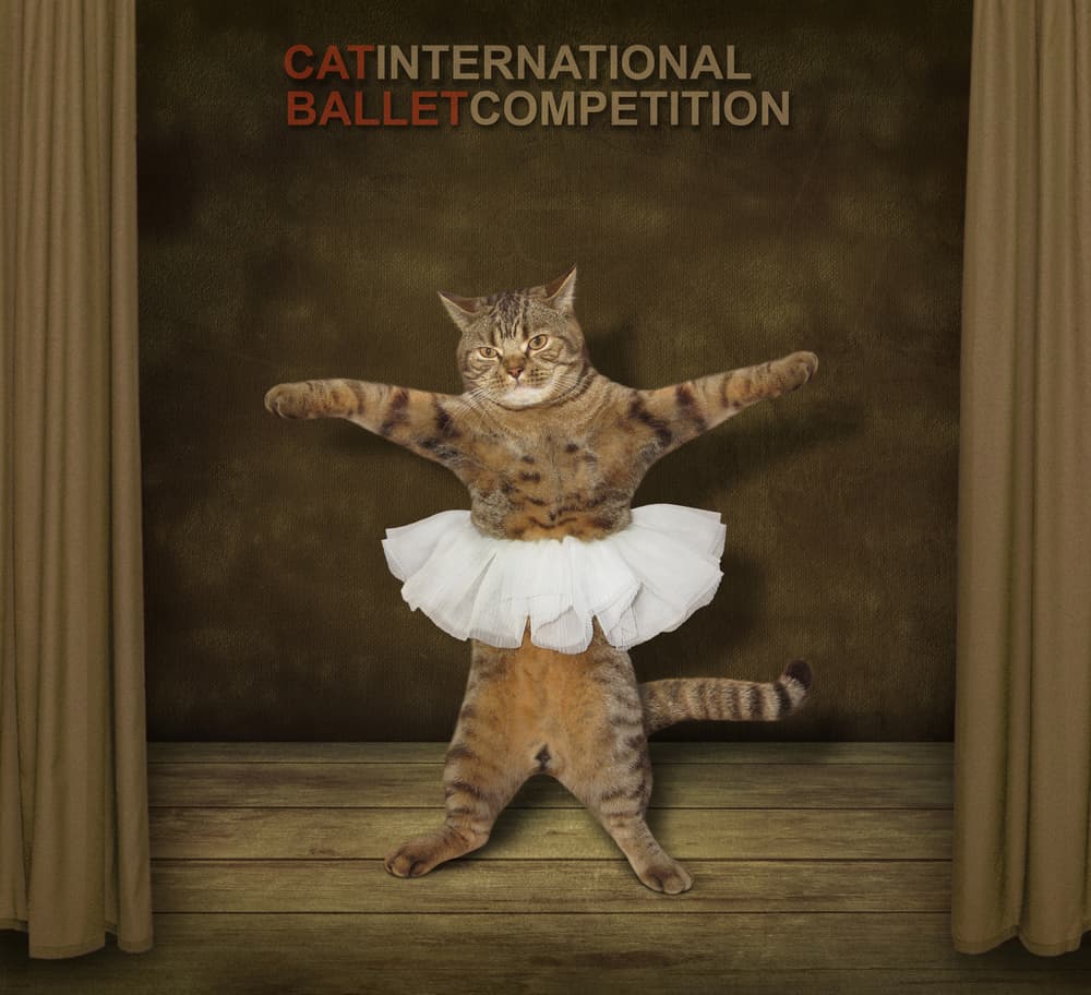 Funny Cat Ballerina by Iryna Kuznetsova (Iridi) — canvas wall art
