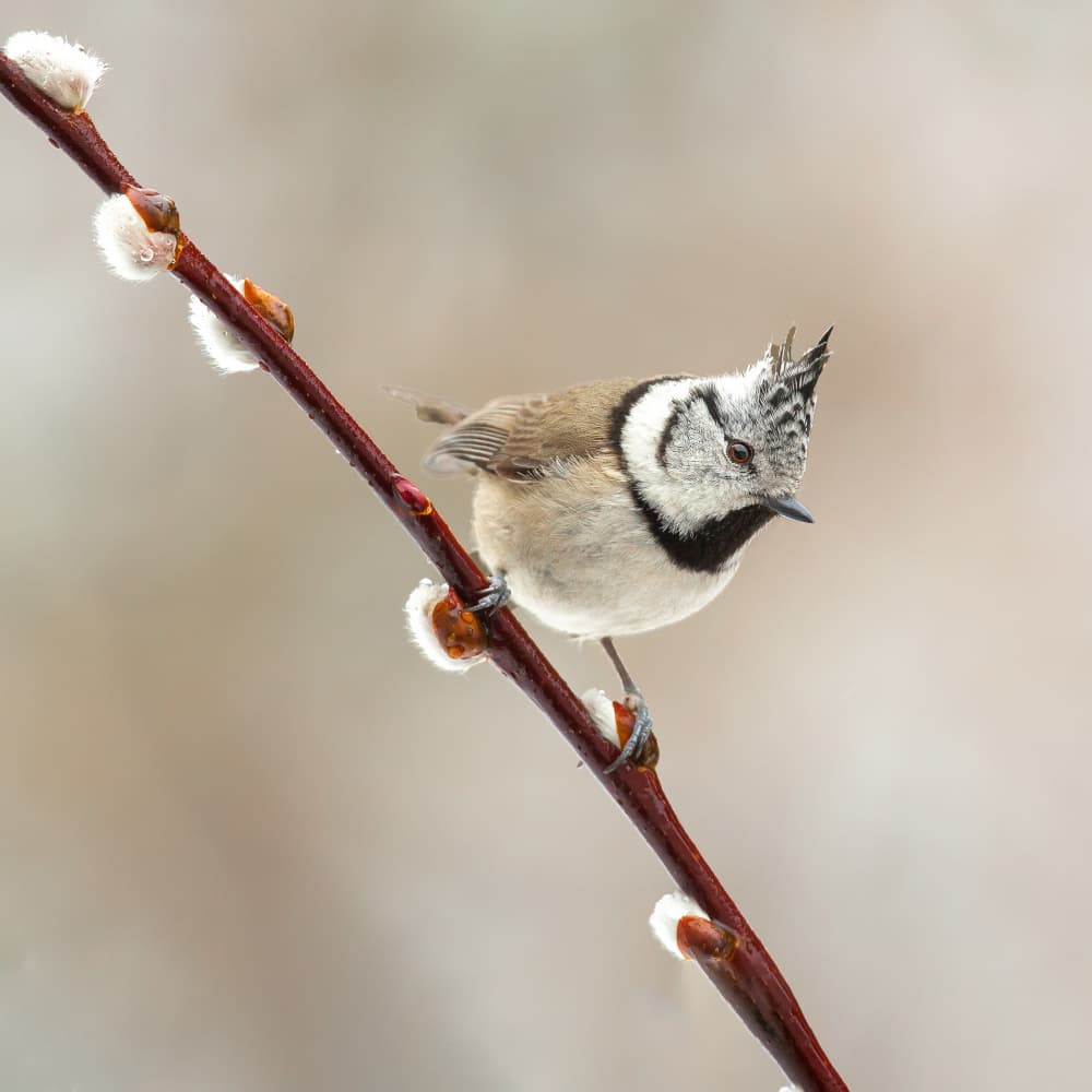 Crested Tit on Willow by Annie Keizer — canvas wall art