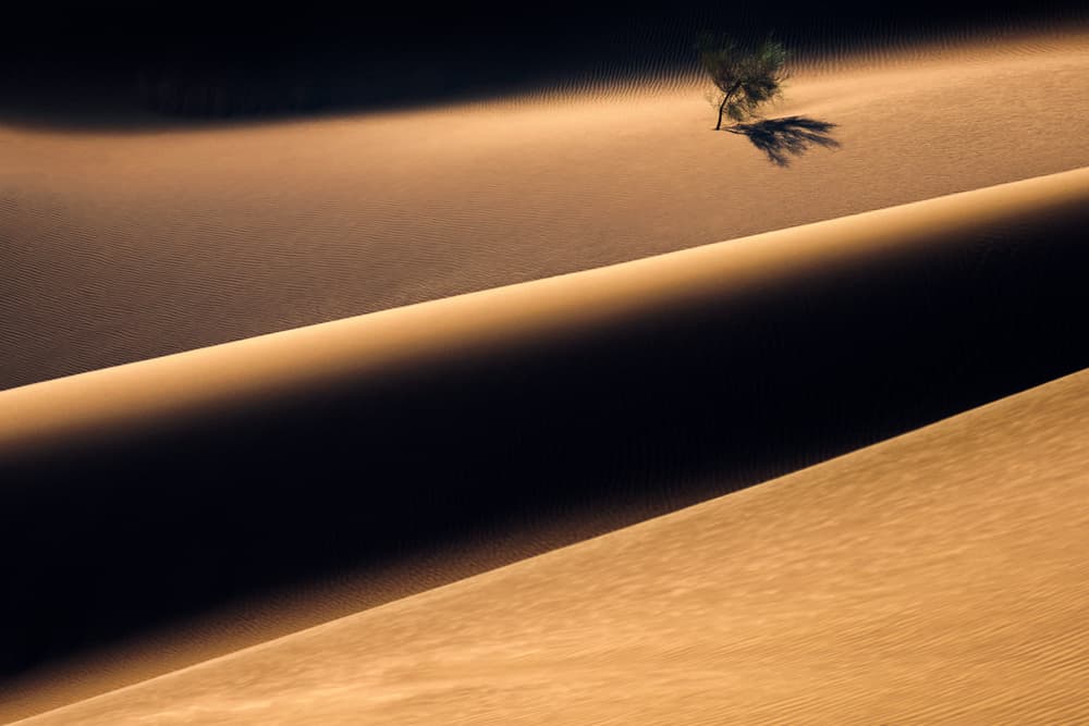 Solitary Desert Tree by Majid Behzad — canvas wall art