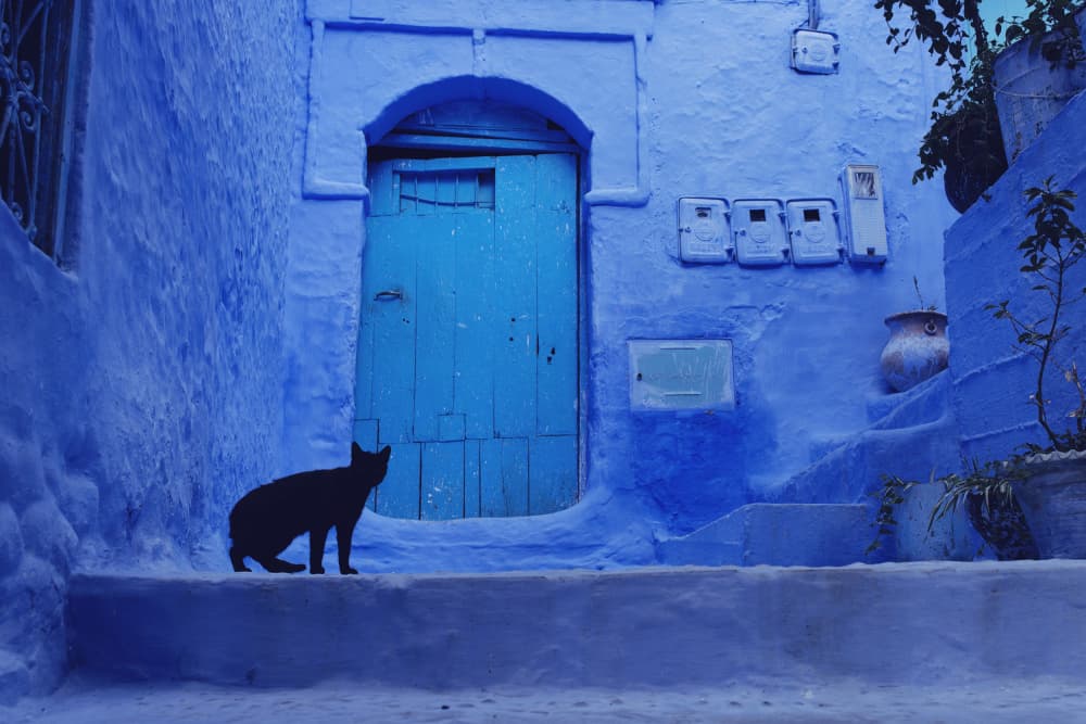 Black Cat Blue Alley by Gina Buliga — canvas wall art